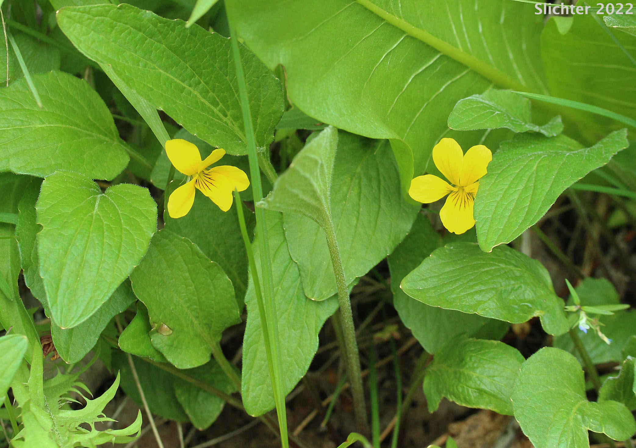 Canary Violet, Upland Yellow Violet, Yellow Montane Violet: Viola praemorsa ssp. praemorsa (Synonyms: Viola nuttallii ssp. praemorsa, Viola nuttallii var. praemorsa)