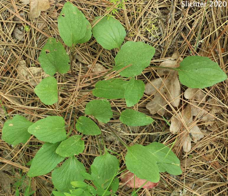 Leaves of Canary Violet, Upland Yellow Violet, Yellow Montane Violet: Viola praemorsa ssp. praemorsa (Synonyms: Viola nuttallii ssp. praemorsa, Viola nuttallii var. praemorsa)