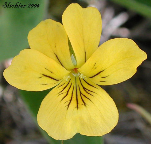Flower of Canary Violet, Upland Yellow Violet, Yellow Montane Violet: Viola praemorsa ssp. praemorsa ((Synonyms: Viola nuttallii ssp. praemorsa, Viola nuttallii var. praemorsa))