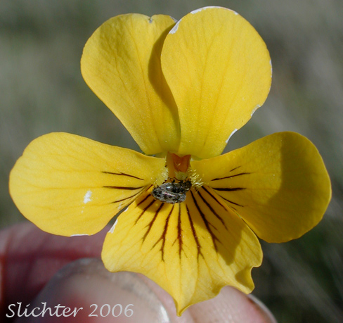 Flower of Canary Violet, Upland Yellow Violet, Yellow Montane Violet: Viola praemorsa ssp. praemorsa ((Synonyms: Viola nuttallii ssp. praemorsa, Viola nuttallii var. praemorsa))