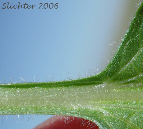 Spreading hairs on a leaf of Canary Violet, Upland Yellow Violet, Yellow Montane Violet: Viola praemorsa ssp. praemorsa ((Synonyms: Viola nuttallii ssp. praemorsa, Viola nuttallii var. praemorsa))