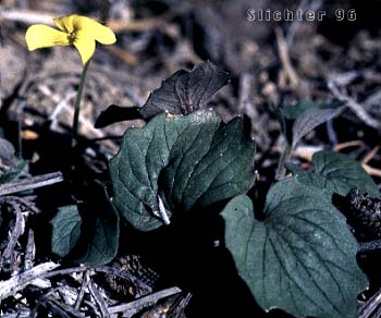 Goosefoot Violet, Goosefoot Yellow Violet, Mountain Violet, Purplish Violet: Viola purpurea var. venosa