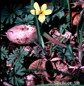 Cut-leaf Violet, Shelton's Violet: Viola sheltonii