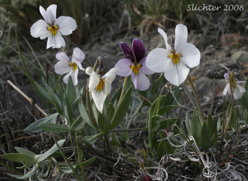 Three-nerved Violet, Rainier Violet, Sagebrush Violet: Viola trinervata