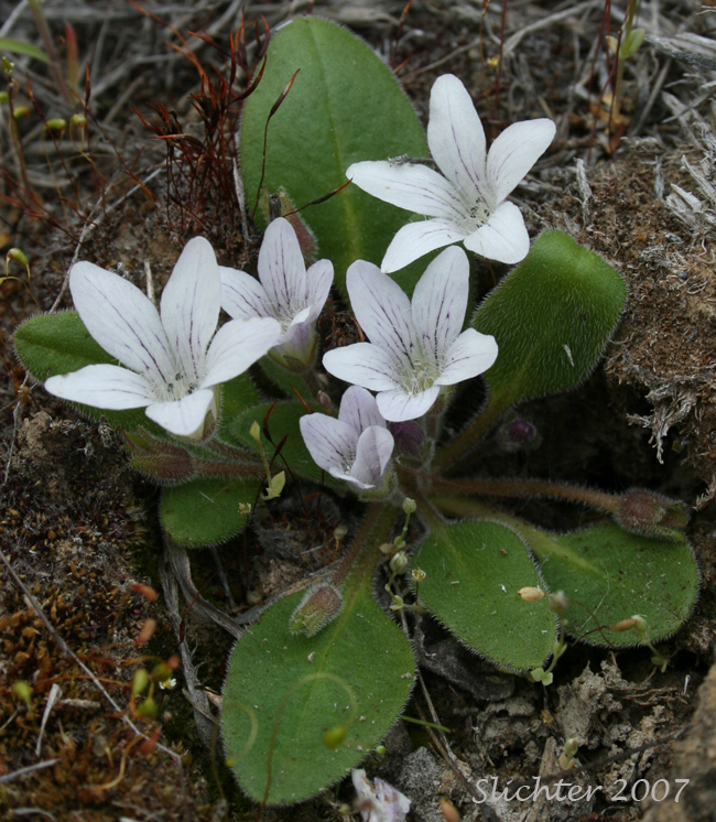 California Hesperochiron, California Monkey-fiddle: Hesperochiron californicus