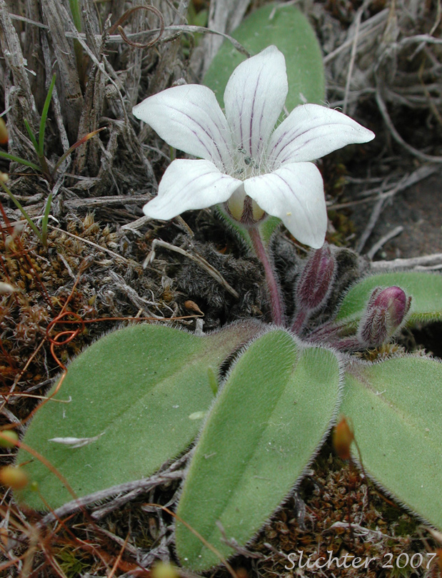 California Hesperochiron, California Monkey-fiddle: Hesperochiron californicus