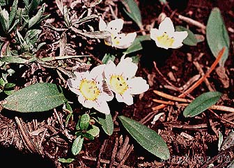 Dwarf Hesperochiron, Dwarf Monkey-fiddle: Hesperochiron pumilus (Synonyms: Hesperochiron pumilus var. ciliatus, Hesperochiron villosulus)