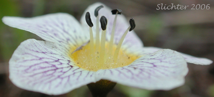 Dwarf Hesperochiron, Dwarf Monkey-fiddle: Hesperochiron pumilus (Synonyms: Hesperochiron pumilus var. ciliatus, Hesperochiron villosulus)