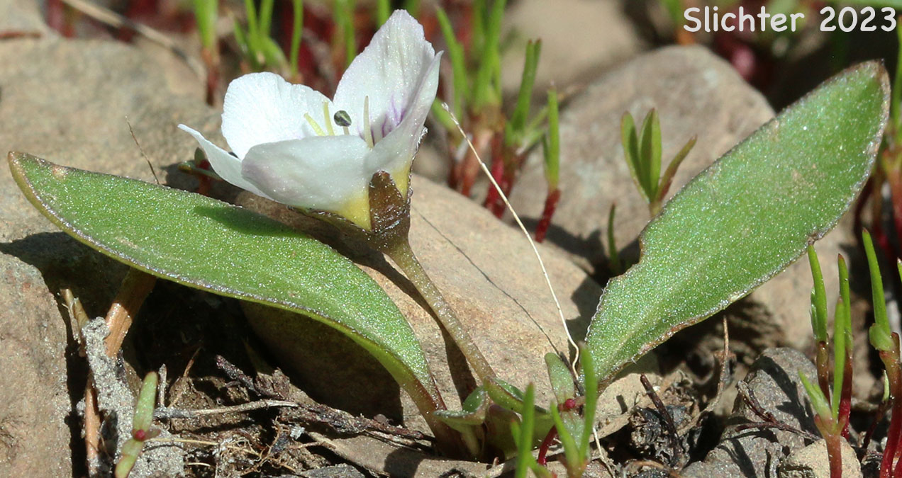 Dwarf Hesperochiron, Dwarf Monkey-fiddle: Hesperochiron pumilus (Synonyms: Hesperochiron pumilus var. ciliatus, Hesperochiron villosulus)