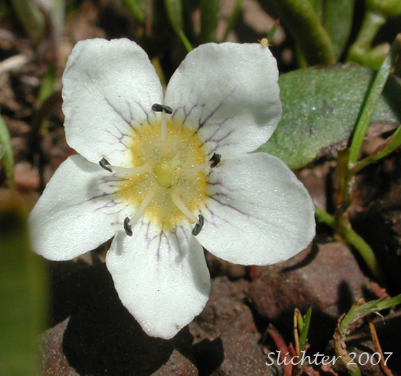 Dwarf Hesperochiron, Dwarf Monkey-fiddle: Hesperochiron pumilus (Synonyms: Hesperochiron pumilus var. ciliatus, Hesperochiron villosulus)