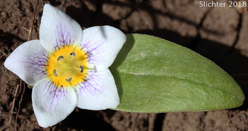 Dwarf Hesperochiron, Dwarf Monkey-fiddle: Hesperochiron pumilus (Synonyms: Hesperochiron pumilus var. ciliatus, Hesperochiron villosulus)