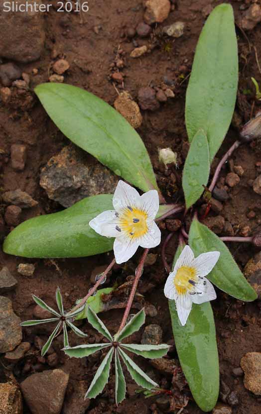 Dwarf Hesperochiron, Dwarf Monkey-fiddle: Hesperochiron pumilus (Synonyms: Hesperochiron pumilus var. ciliatus, Hesperochiron villosulus)