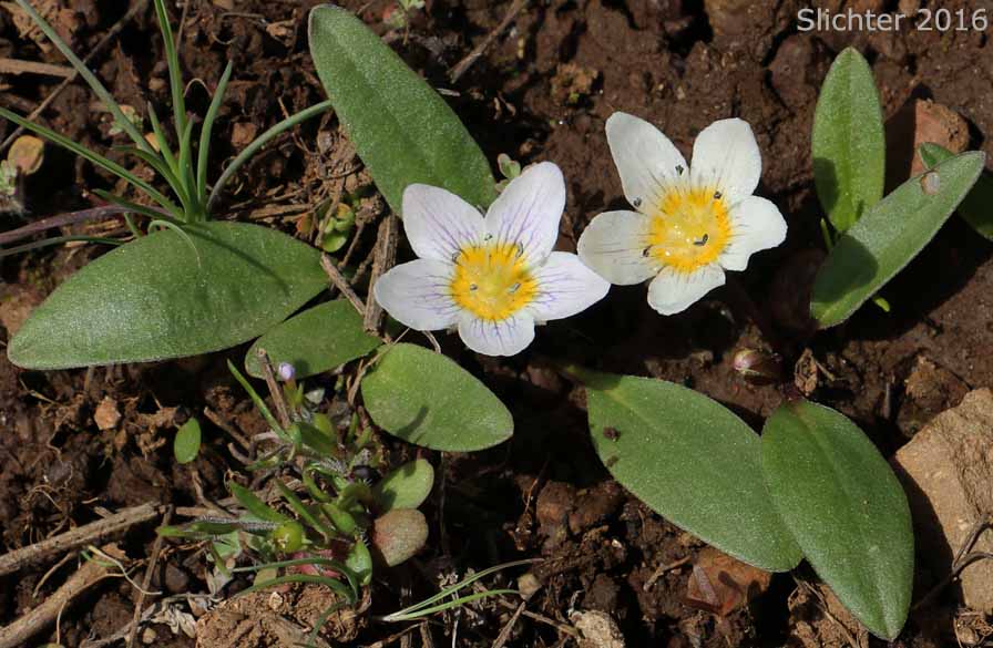 Dwarf Hesperochiron, Dwarf Monkey-fiddle: Hesperochiron pumilus (Synonyms: Hesperochiron pumilus var. ciliatus, Hesperochiron villosulus)