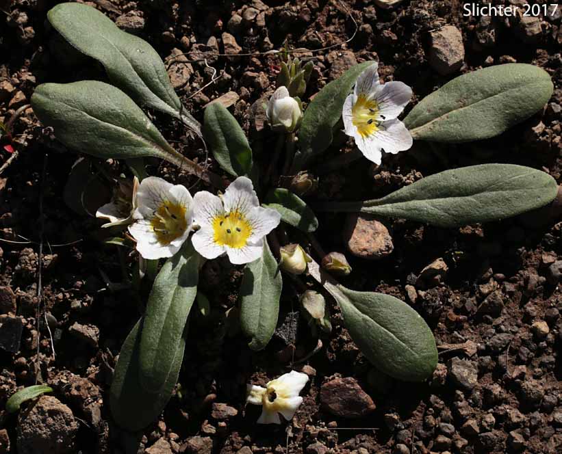 Dwarf Hesperochiron, Dwarf Monkey-fiddle: Hesperochiron pumilus (Synonyms: Hesperochiron pumilus var. ciliatus, Hesperochiron villosulus)