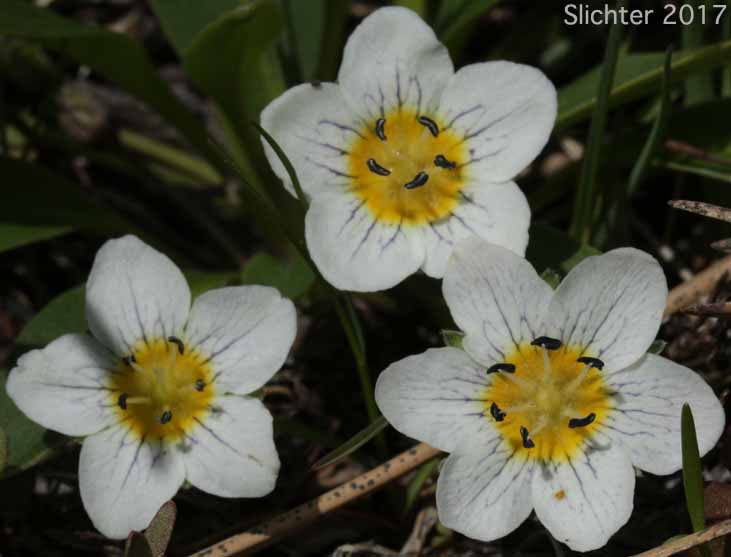 Dwarf Hesperochiron, Dwarf Monkey-fiddle: Hesperochiron pumilus (Synonyms: Hesperochiron pumilus var. ciliatus, Hesperochiron villosulus)