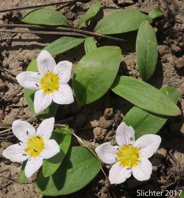Dwarf Hesperochiron, Dwarf Monkey-fiddle: Hesperochiron pumilus (Synonyms: Hesperochiron pumilus var. ciliatus, Hesperochiron villosulus)