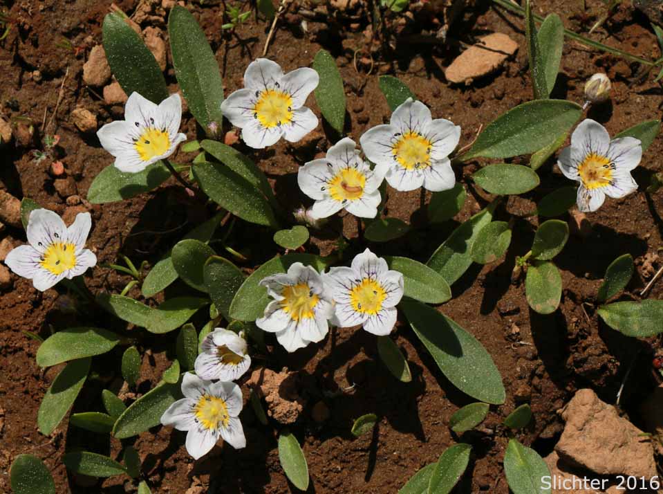 Dwarf Hesperochiron, Dwarf Monkey-fiddle: Hesperochiron pumilus (Synonyms: Hesperochiron pumilus var. ciliatus, Hesperochiron villosulus)