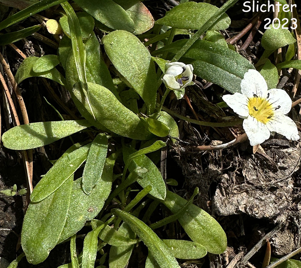 Dwarf Hesperochiron, Dwarf Monkey-fiddle: Hesperochiron pumilus (Synonyms: Hesperochiron pumilus var. ciliatus, Hesperochiron villosulus)