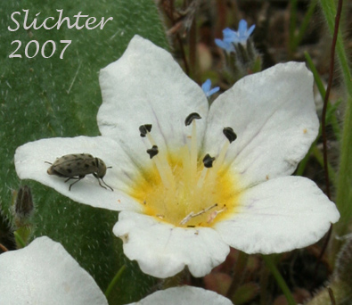Dwarf Hesperochiron, Dwarf Monkey-fiddle: Hesperochiron pumilus (Synonyms: Hesperochiron pumilus var. ciliatus, Hesperochiron villosulus)
