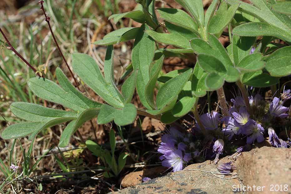 Alpine Waterleaf, Ballhead Waterleaf, Woolen Breeches: Hydrophyllum capitatum var. alpinum