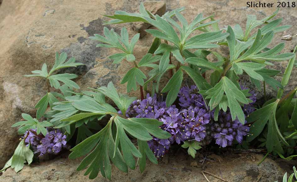 Alpine Waterleaf, Ballhead Waterleaf, Woolen Breeches: Hydrophyllum capitatum var. alpinum