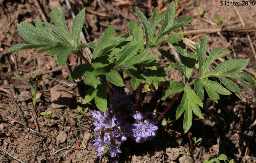 Alpine Waterleaf, Ballhead Waterleaf, Woolen Breeches: Hydrophyllum capitatum var. alpinum
