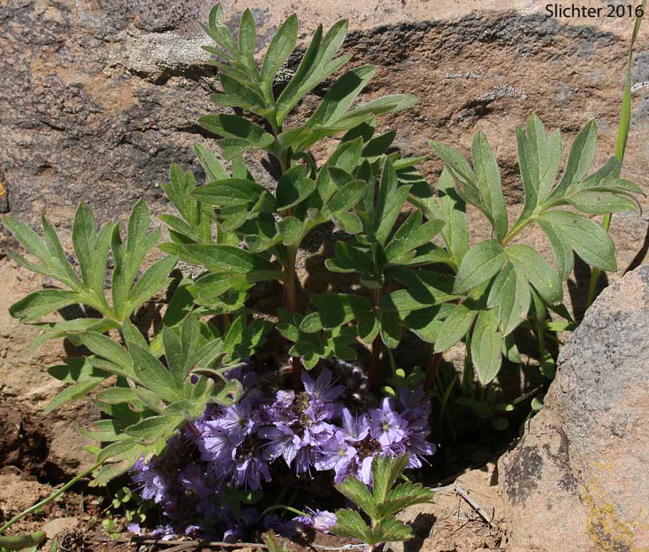 Alpine Waterleaf, Ballhead Waterleaf, Woolen Breeches: Hydrophyllum capitatum var. alpinum