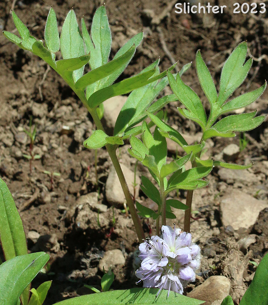Alpine Waterleaf, Ballhead Waterleaf, Woolen Breeches: Hydrophyllum capitatum var. alpinum