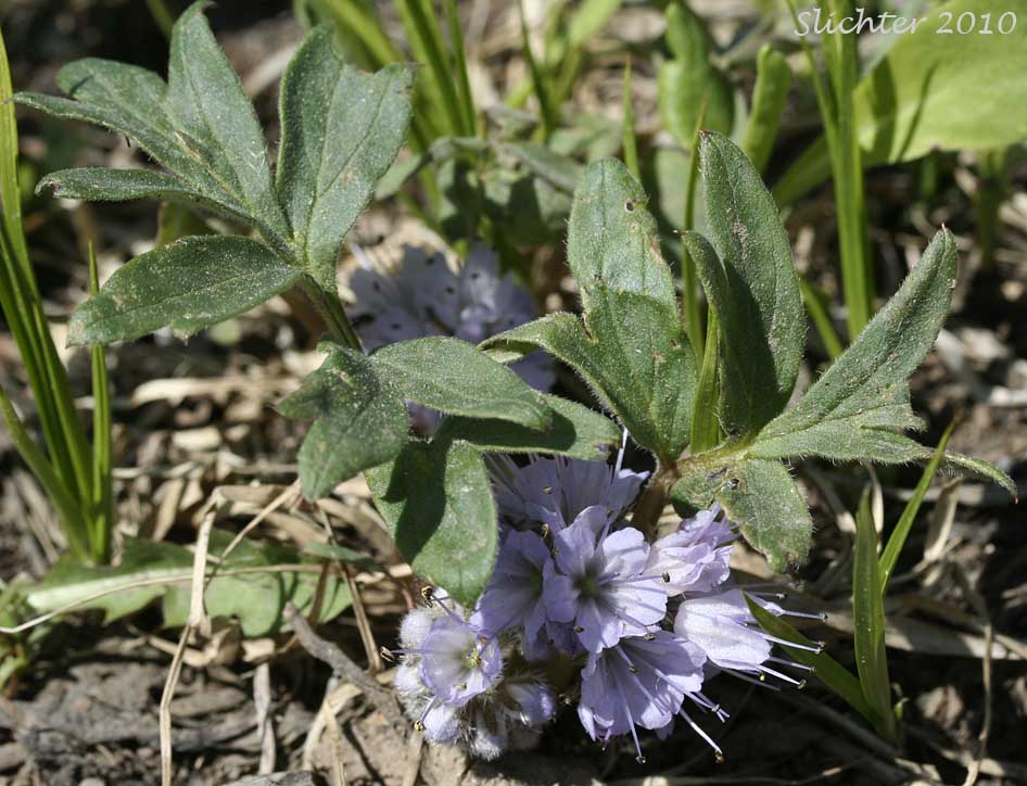 Alpine Waterleaf, Ballhead Waterleaf, Woolen Breeches: Hydrophyllum capitatum var. alpinum