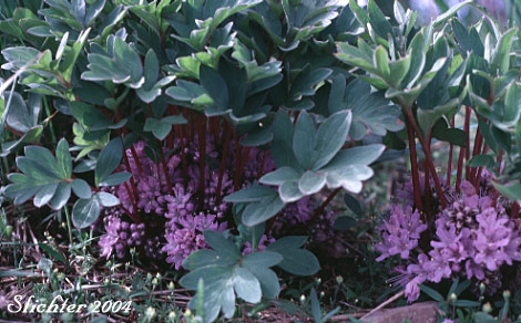 Alpine Waterleaf, Ballhead Waterleaf, Woolen Breeches: Hydrophyllum capitatum var. alpinum