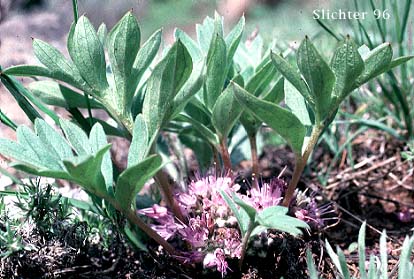 Alpine Waterleaf, Ballhead Waterleaf, Woolen Breeches: Hydrophyllum capitatum var. alpinum