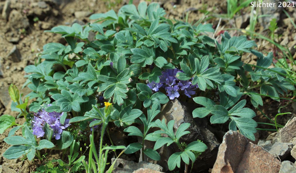 Ballhead Waterleaf, Wool Breeches, Woolen Breeches: Hydrophyllum capitatum var. capitatum