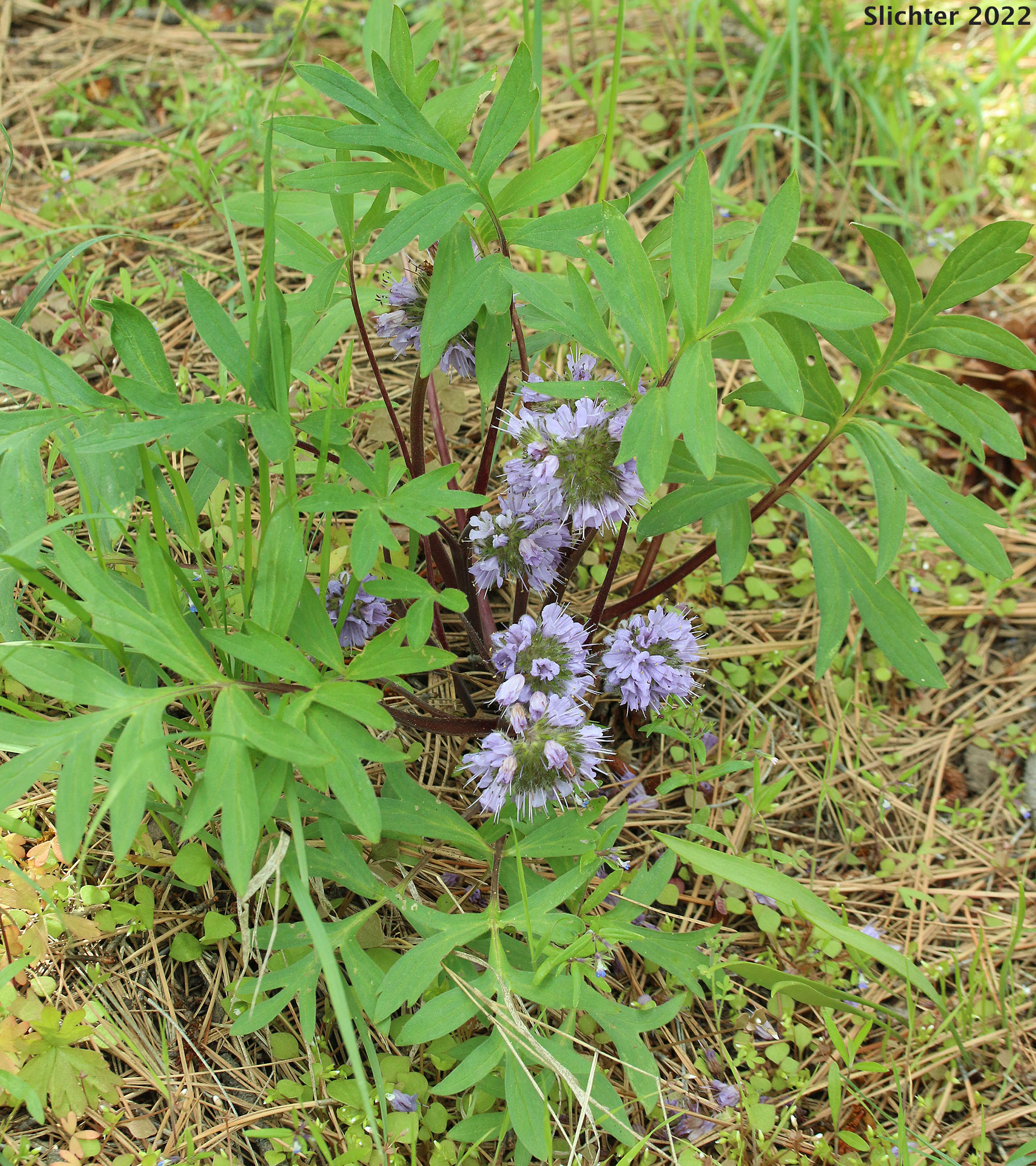 Ballhead Waterleaf, Wool Breeches, Woolen Breeches: Hydrophyllum capitatum var. capitatum