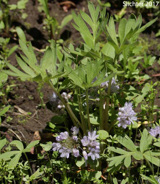 Ballhead Waterleaf, Wool Breeches, Woolen Breeches: Hydrophyllum capitatum var. capitatum