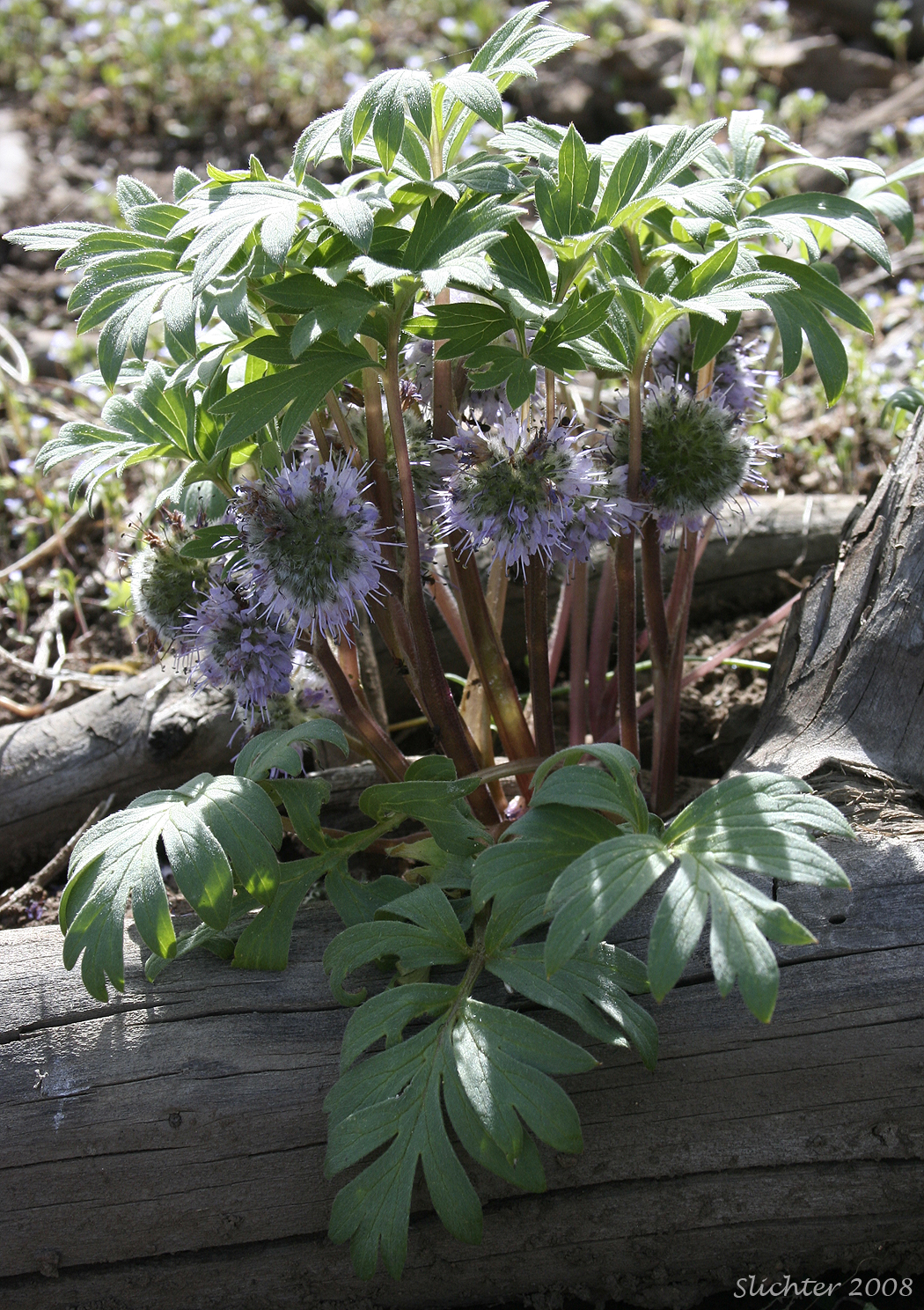 Hyrodphyllum capitatum var. capitatum