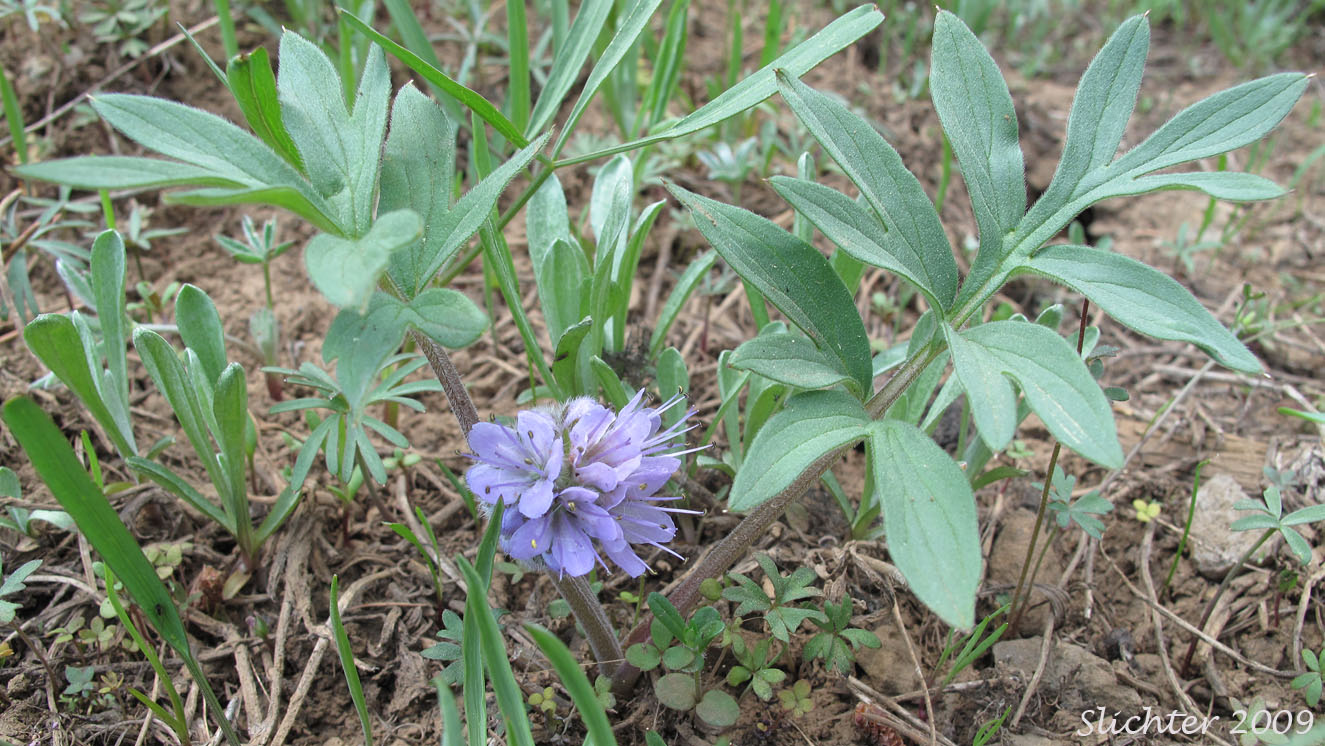 Ballhead Waterleaf, Wool Breeches, Woolen Breeches: Hydrophyllum capitatum var. capitatum