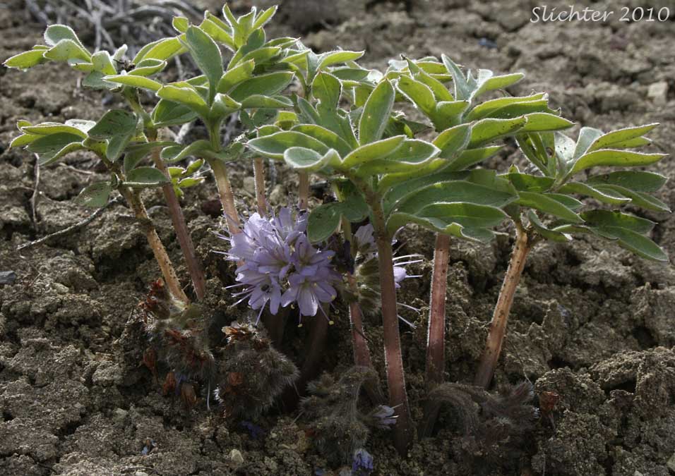 Ballhead Waterleaf, Wool Breeches, Woolen Breeches: Hydrophyllum capitatum var. capitatum