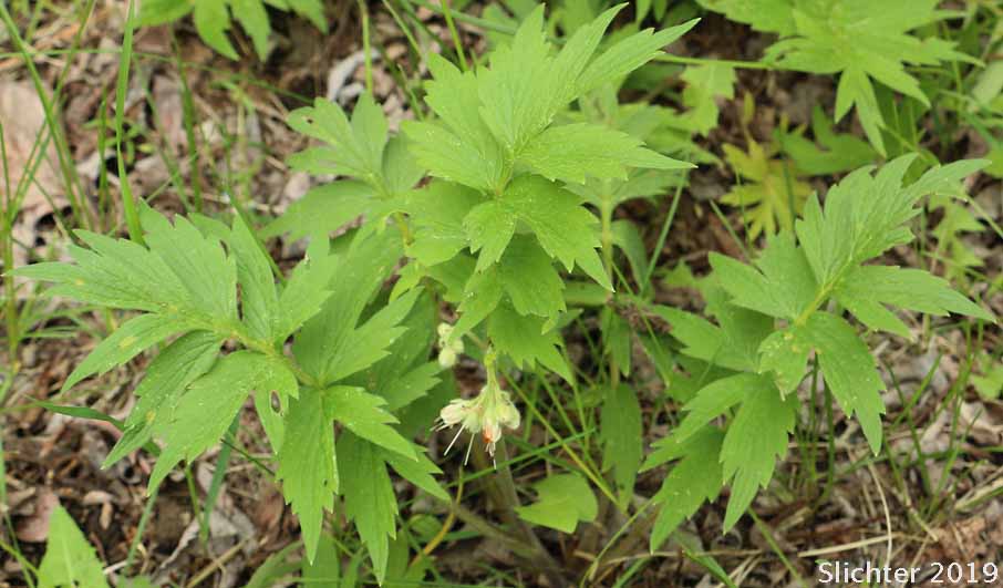 White-leaved Fendler's Waterleaf, Fendler's Waterleaf: Hydrophyllum fendleri var. albifrons (Synonyms: Hydrophyllum albifrons, Hydrophyllum congestum)