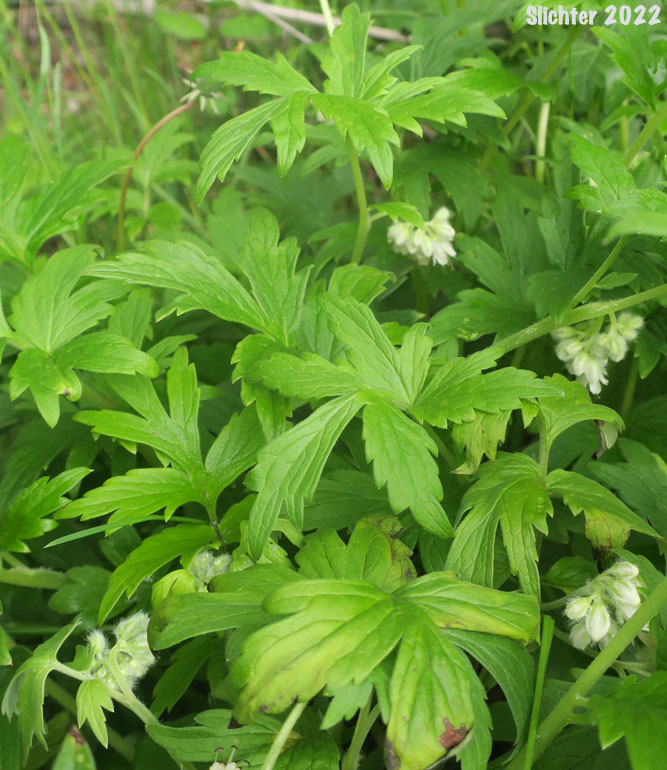 White-leaved Fendler's Waterleaf, Fendler's Waterleaf: Hydrophyllum fendleri var. albifrons (Synonyms: Hydrophyllum albifrons, Hydrophyllum congestum)