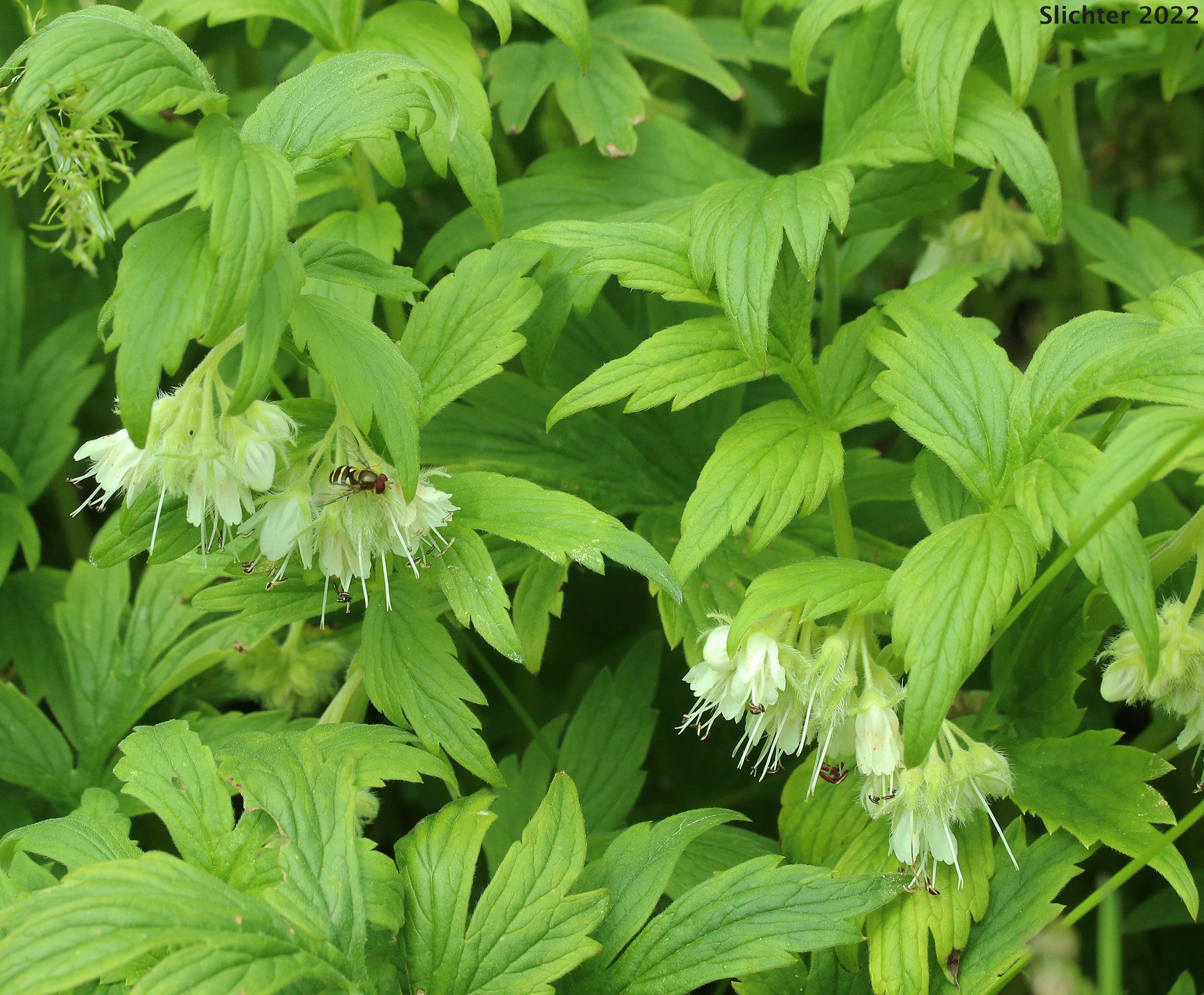 White-leaved Fendler's Waterleaf, Fendler's Waterleaf: Hydrophyllum fendleri var. albifrons (Synonyms: Hydrophyllum albifrons, Hydrophyllum congestum)