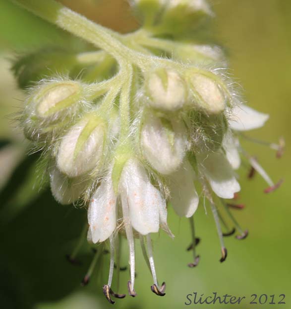 Inflorescence of White-leaved Fendler's Waterleaf, Fendler's Waterleaf: Hydrophyllum fendleri var. albifrons (Synonyms: Hydrophyllum albifrons, Hydrophyllum congestum)