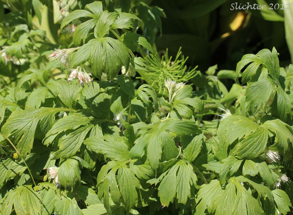 White-leaved Fendler's Waterleaf, Fendler's Waterleaf: Hydrophyllum fendleri var. albifrons (Synonyms: Hydrophyllum albifrons, Hydrophyllum congestum)