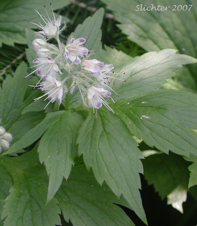 White-leaved Fendler's Waterleaf, Fendler's Waterleaf: Hydrophyllum fendleri var. albifrons (Synonyms: Hydrophyllum albifrons, Hydrophyllum congestum)