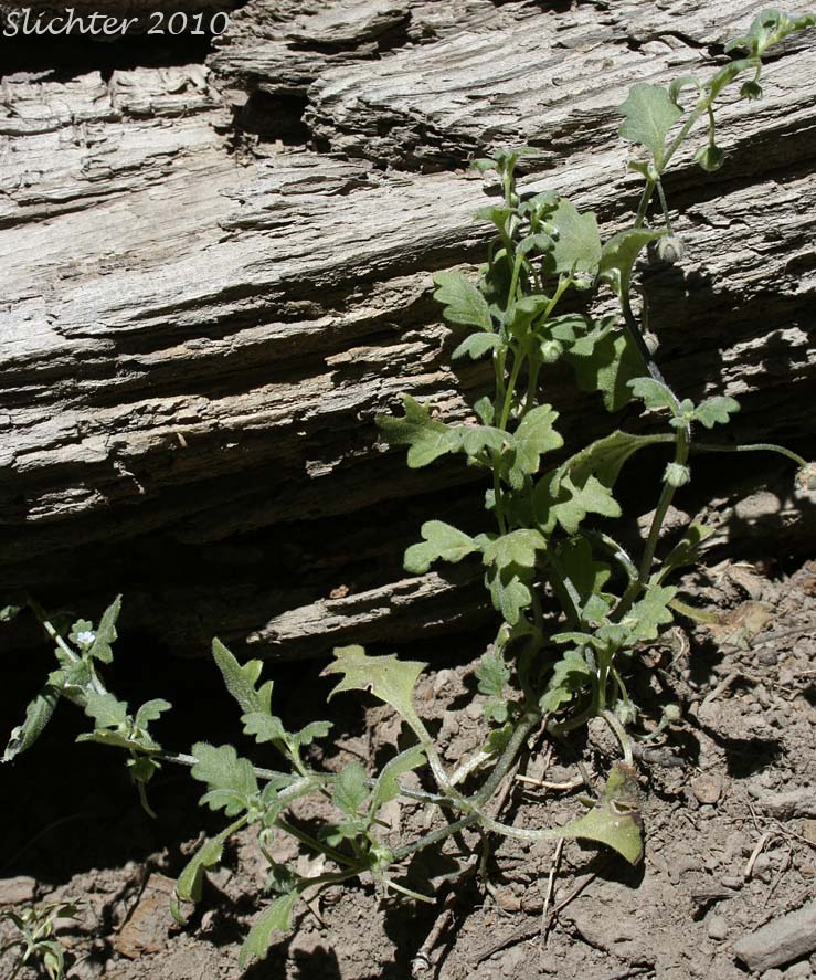 Austin's Small-flowered Nemophila, Small-flowered Nemophila, Wood's Nemophila: Nemophila parviflora var. austiniae