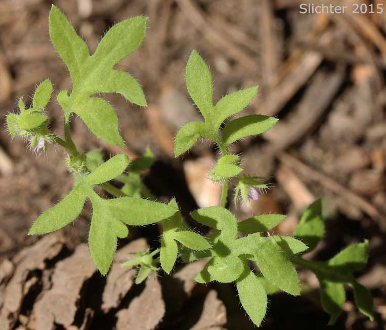 Great Basin Baby-blue-eyes, Basin Nemophila, Great Basin Nemophila, Short-flowered Nemophila: Nemophila breviflora