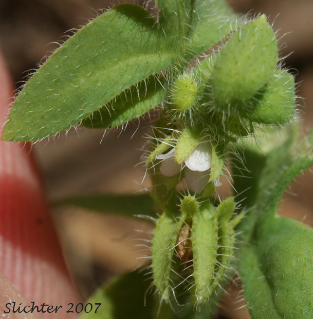 Flowers and sepals of Great Basin Baby-blue-eyes, Basin Nemophila, Great Basin Nemophila, Short-flowered Nemophila: Nemophila breviflora