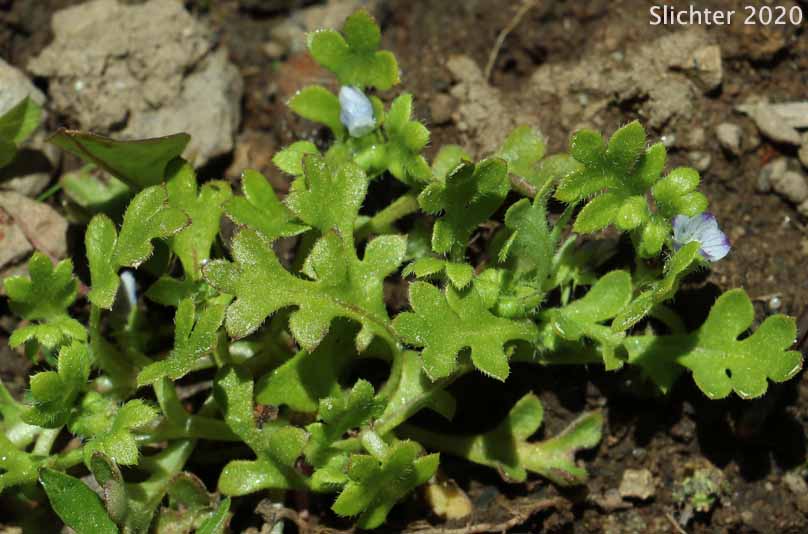 Little-foot Nemophila, Meadow Baby-blue-eyes, Meadow Nemophila, Spreading Nemophila: Nemophila pedunculata (Synonym: Viticella pedunculata)