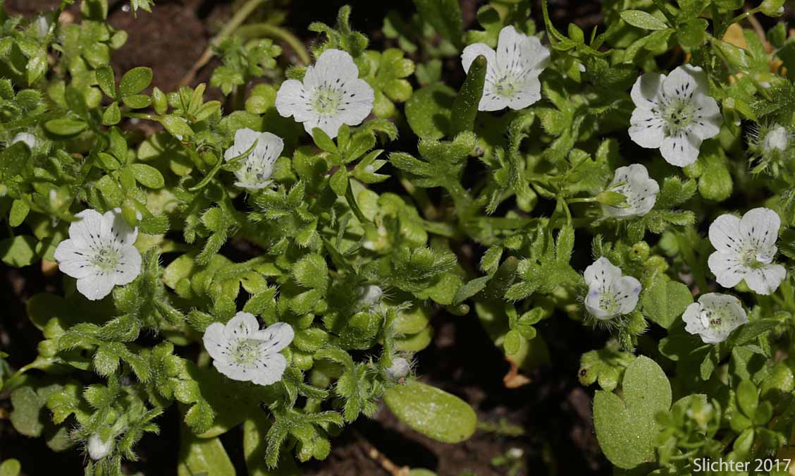 Little-foot Nemophila, Meadow Baby-blue-eyes, Meadow Nemophila, Spreading Nemophila: Nemophila pedunculata (Synonym: Viticella pedunculata)