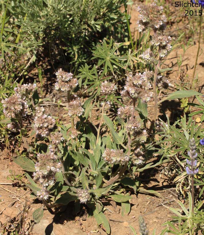 Purple Phacelia, Silverleaf Phacelia: Phacelia hastata var. alpina (Synonym: Phacelia alpina. May also be lumped into Phacelia hastata var. hastata in Washington and on the USDA website.)