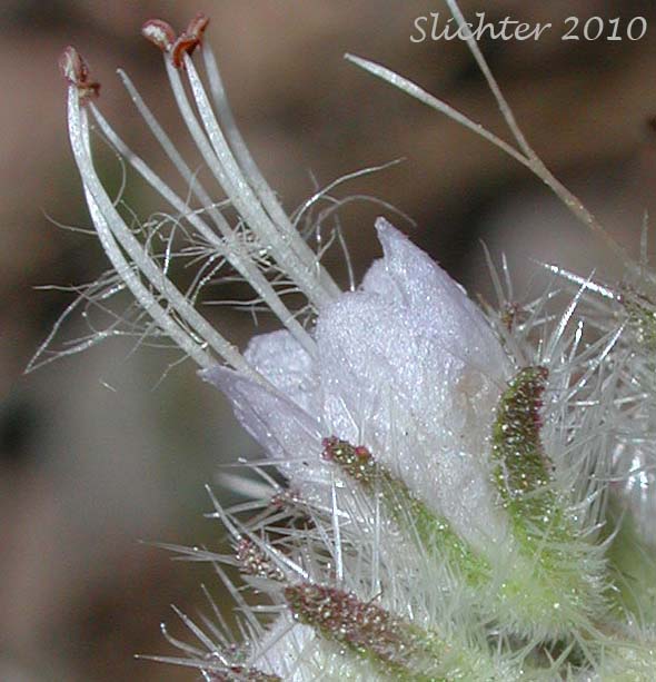 Close-up of a flower of Purple Phacelia, Silverleaf Phacelia: Phacelia hastata var. alpina (Synonym: Phacelia alpina. May also be lumped into Phacelia hastata var. hastata in Washington and on the USDA website.)